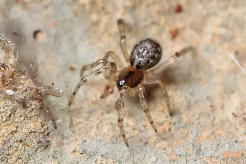 Enoplognatha sp. - Malta